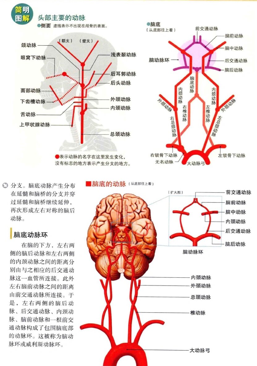 头部血管分布立体图图片