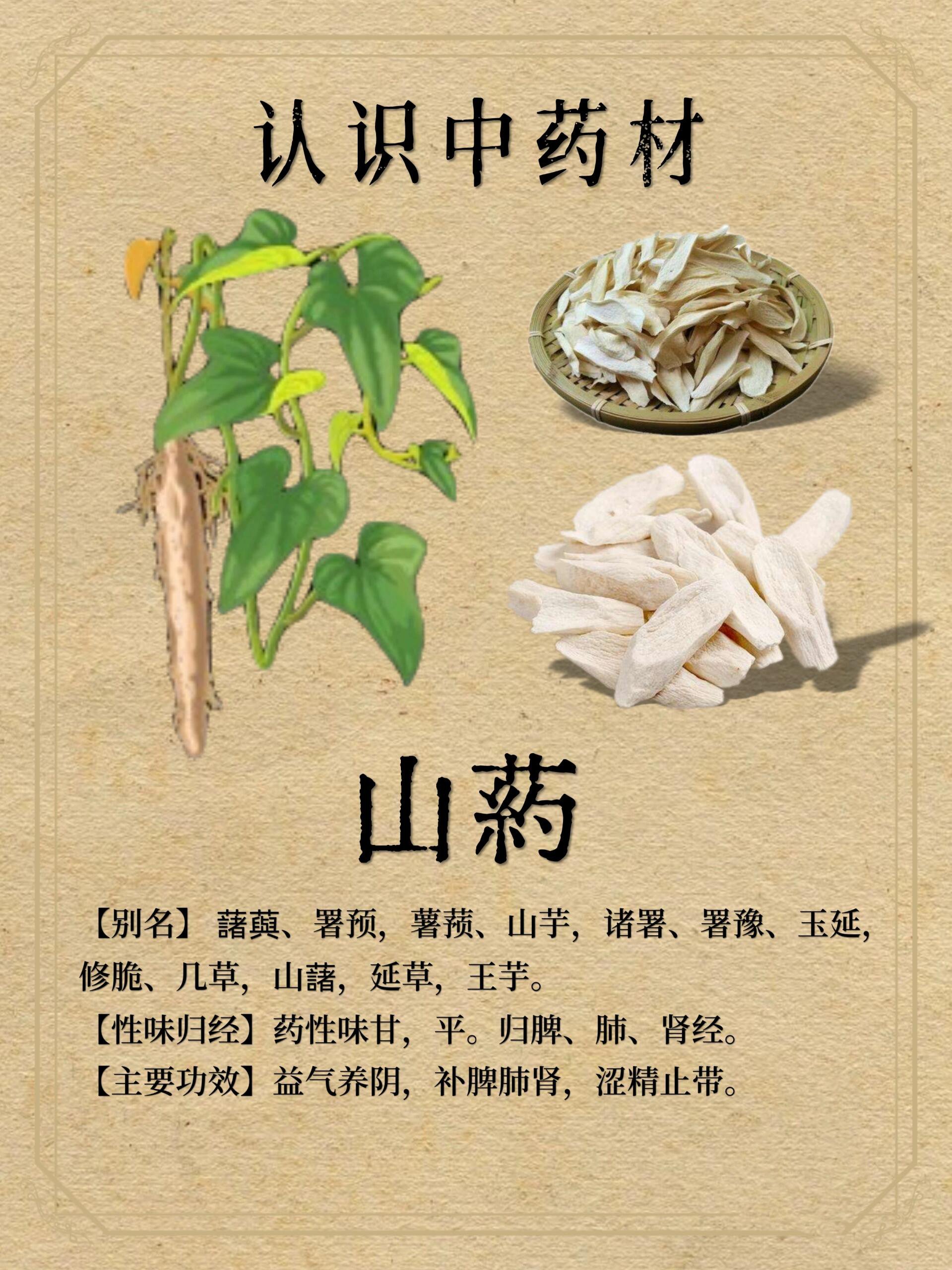 长山药的作用与功效图片