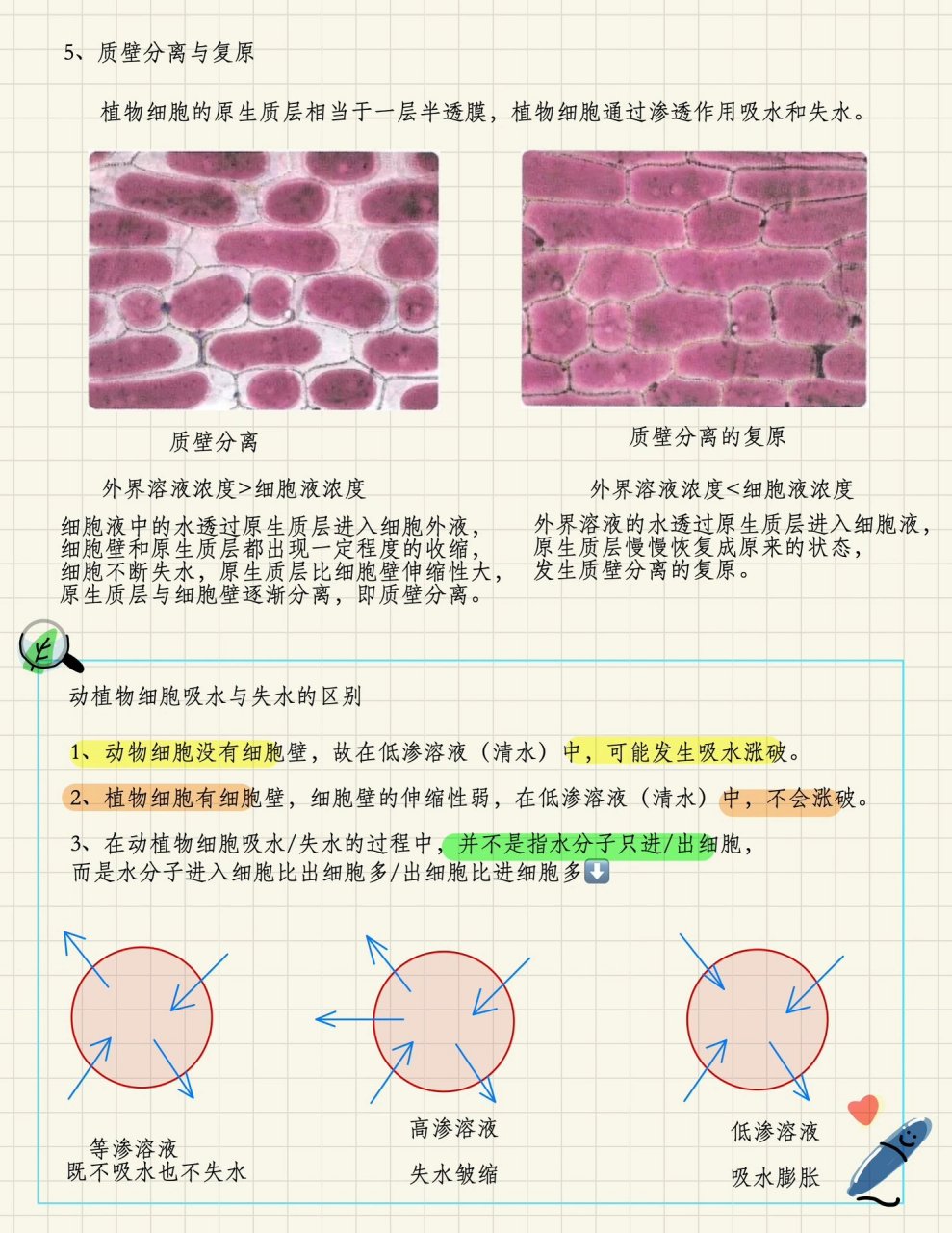 必考重难点之质壁分离 水分子进出细胞并不是单方面,是差值比较呦