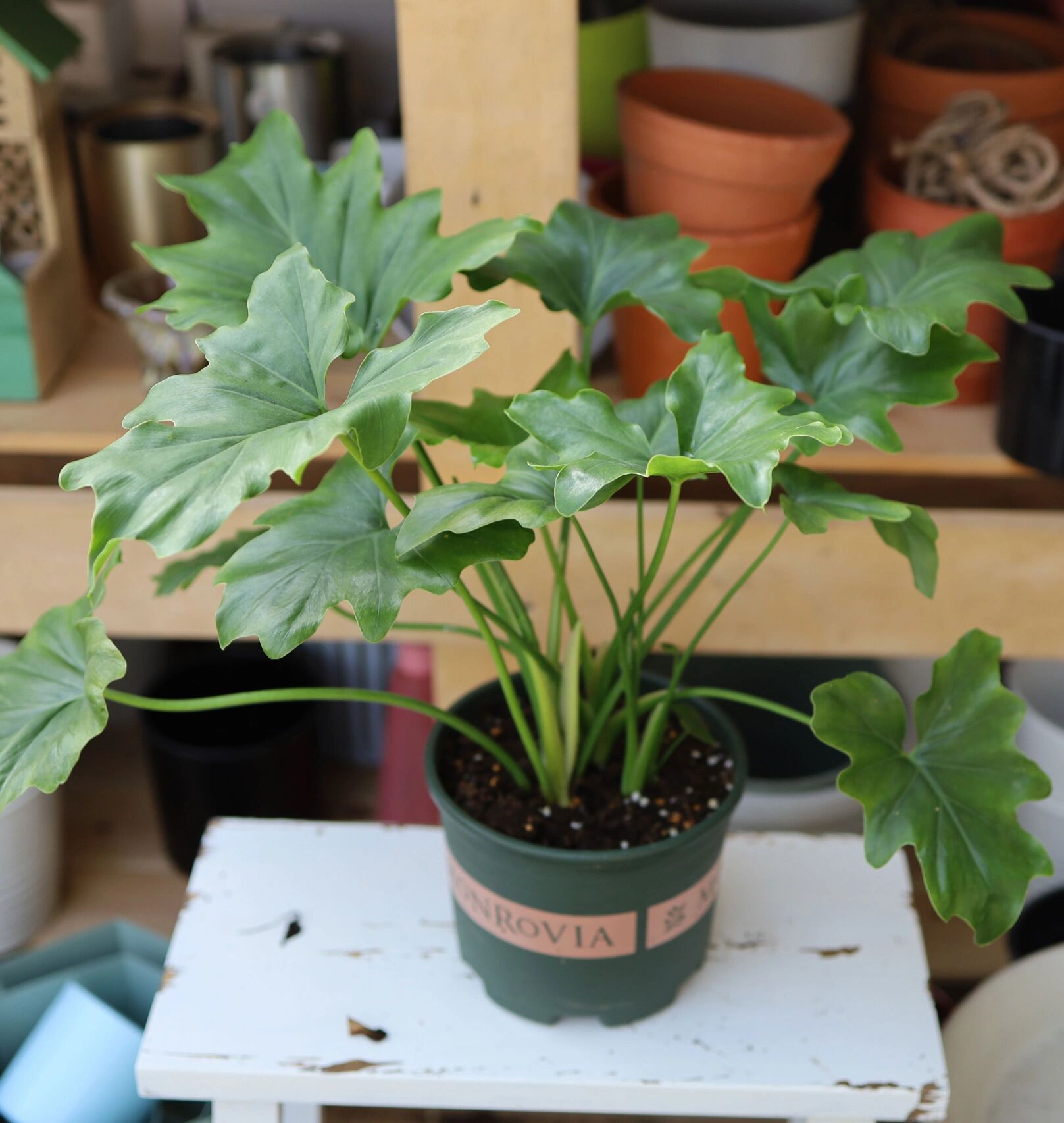 春羽和小天使蔓绿绒的区别 蔓绿绒的叶片是呈羽状深裂,叶柄较为粗壮