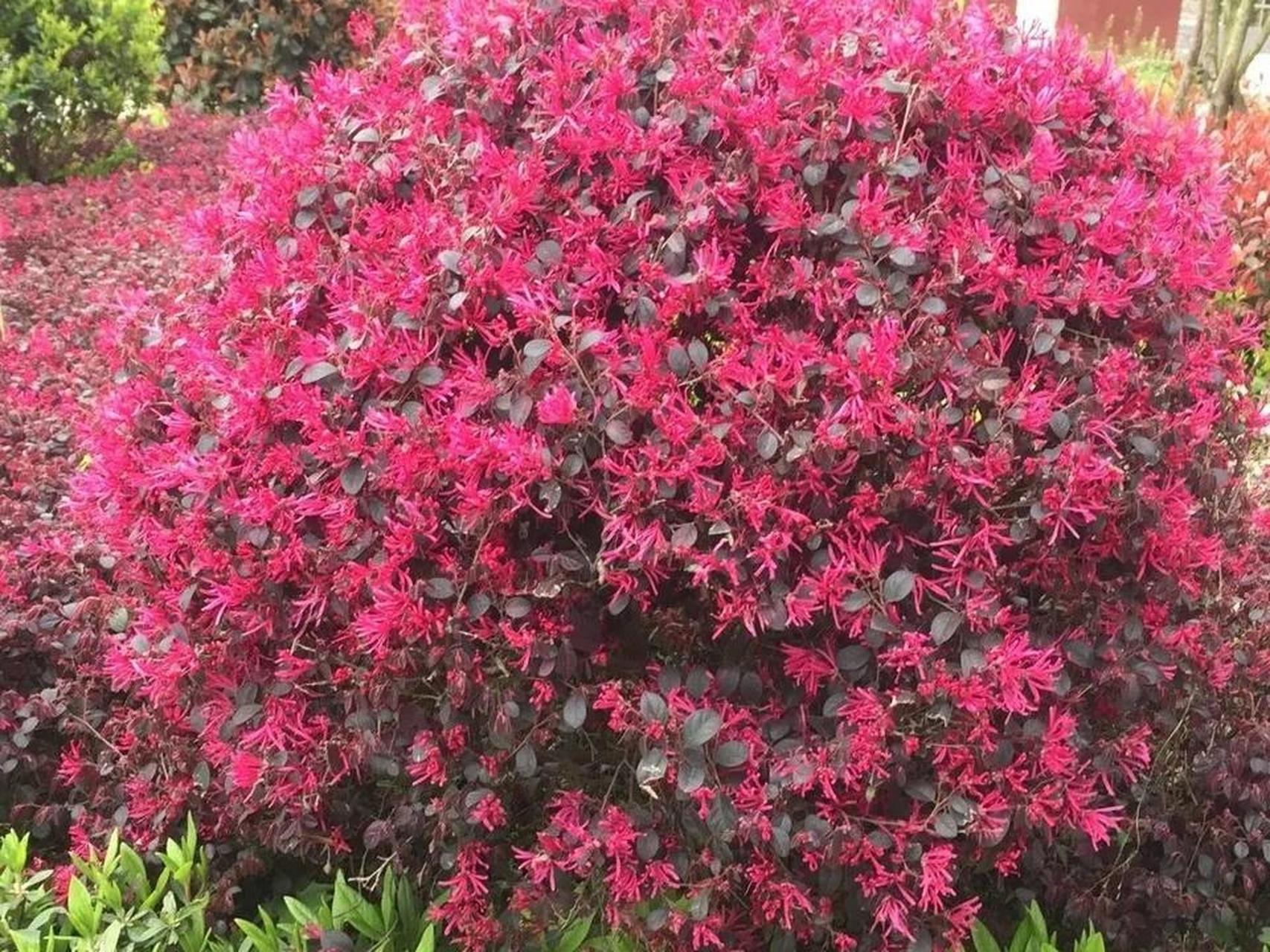 rubrum),又名:红继木,红梽木,红桎木,红檵花,红梽花,红桎花,红花寄揪