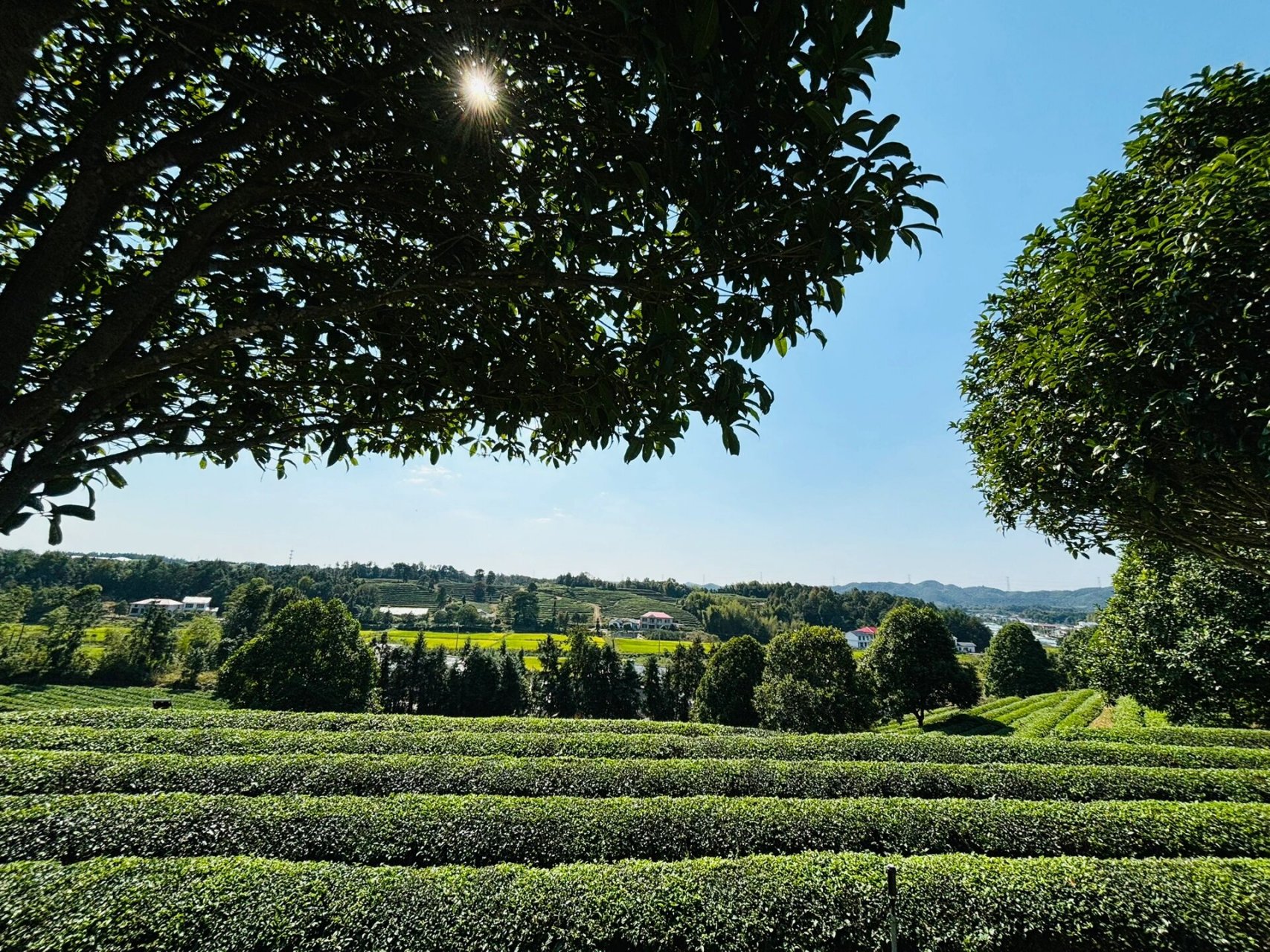 长沙周边一日游之周末金井茶园遛娃游93 秋天这么好 一个周末都不能