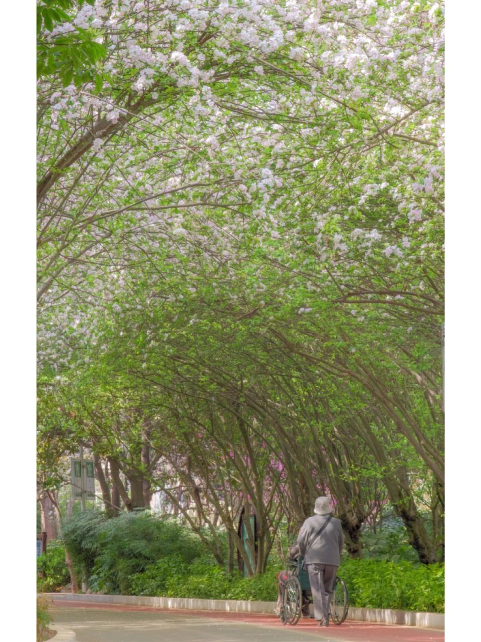 碧沙岗de人文花海 拍照设备:小米11ultra 拍摄地点:郑州碧沙岗公园