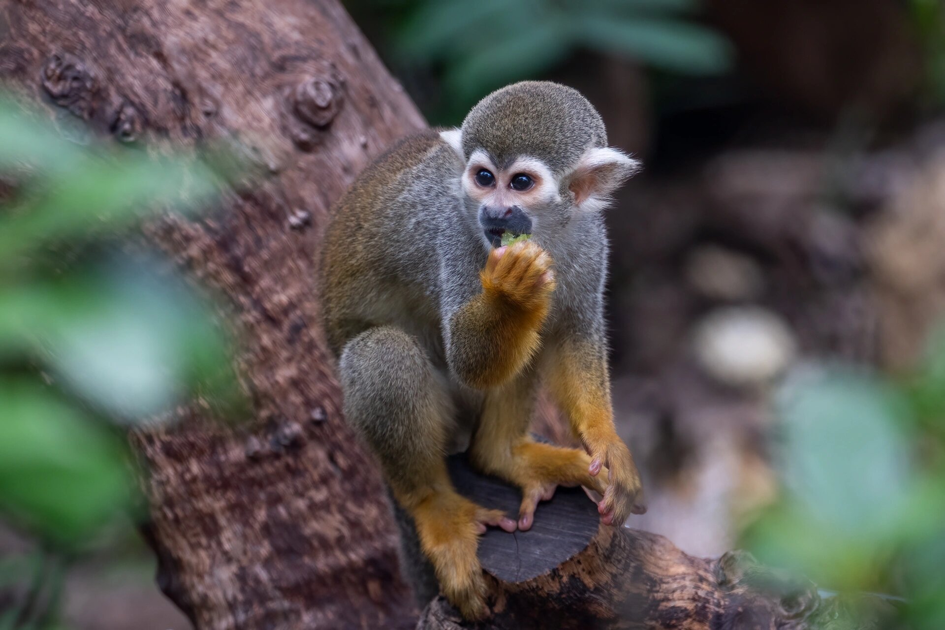南京红山森林动物园丨猴子篇