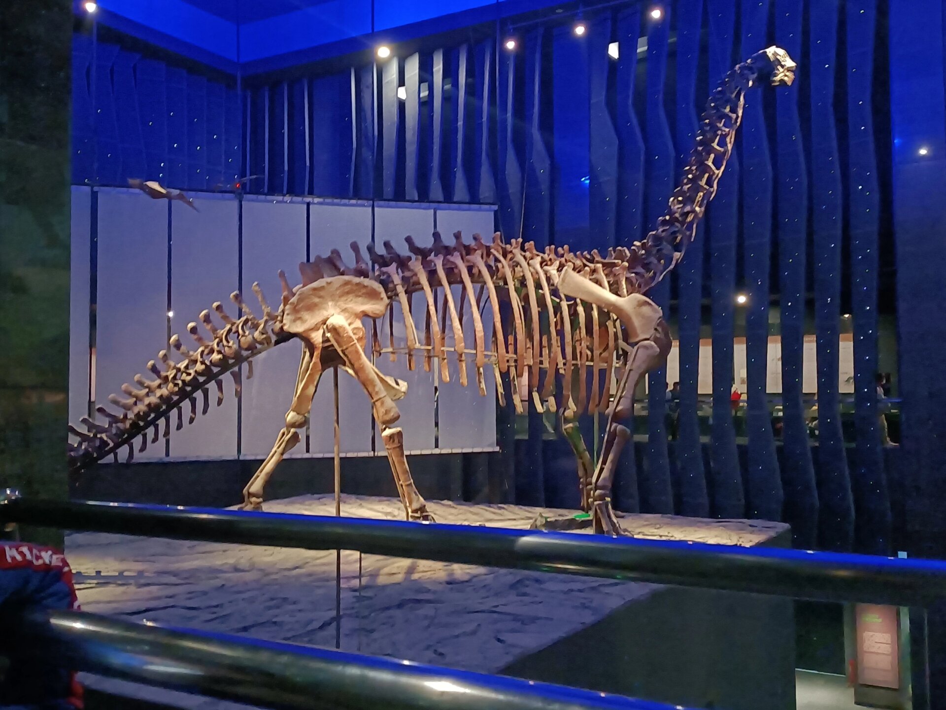 呼市博物馆 恐龙化石