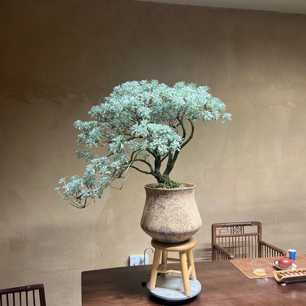 95一颗自带氛围感的海岛芙蓉菊