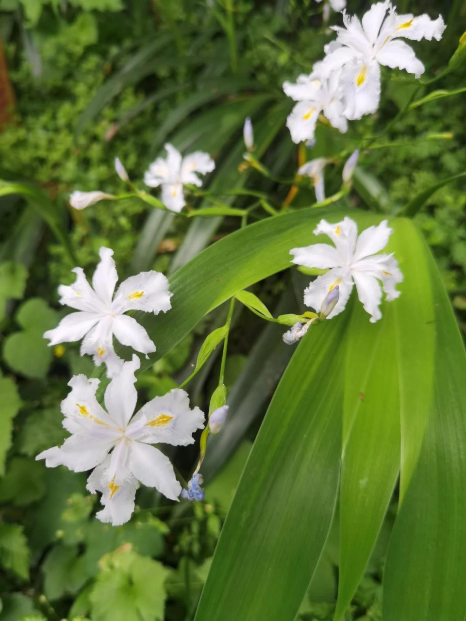 扁竹根花期图片