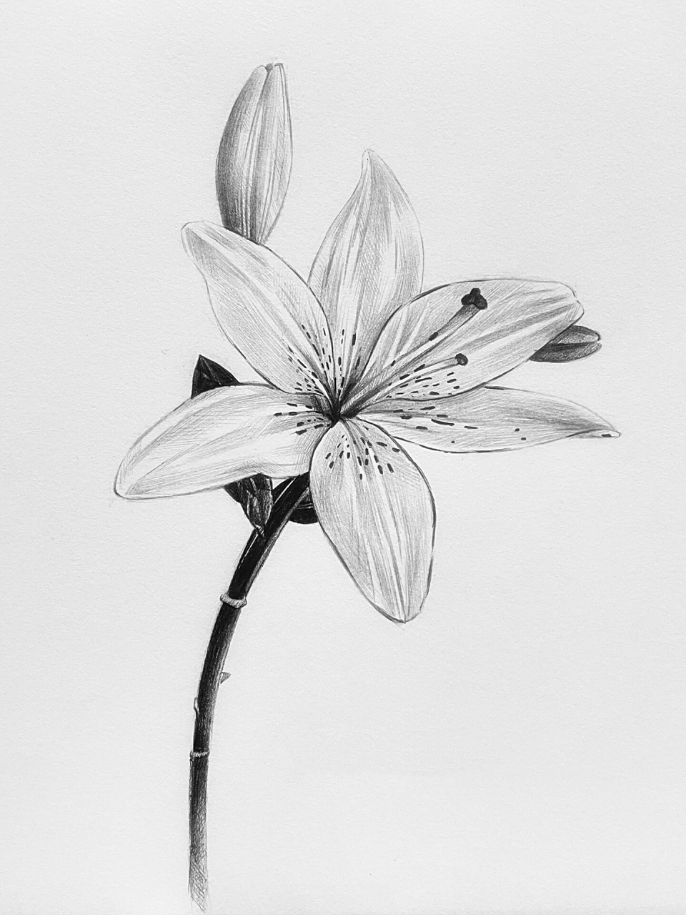 大家更新素描啦～最近有点忙一直没画素描,发一点库存 比较简单的百合