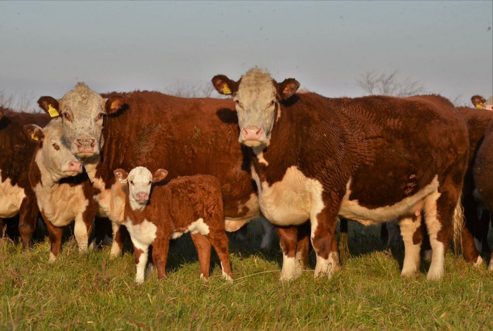 海福特牛养殖图片