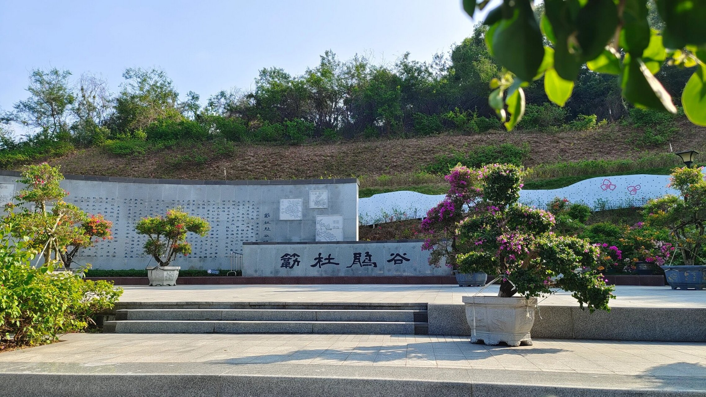 簕杜鹃谷公园太美啦 簕杜鹃谷公园,在凤凰山的脚下,辽阔的草坪,绽放的