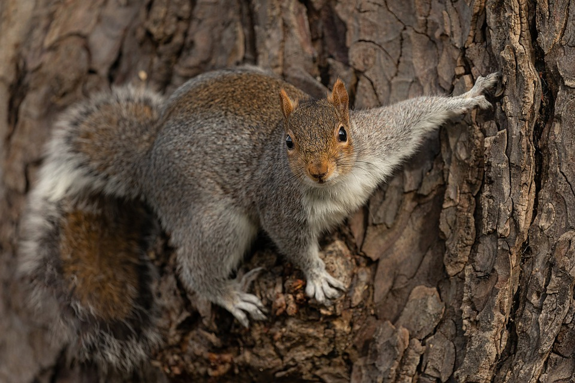动物趣图#萌萌可爱的小松鼠,趴在树上,机警的环顾四周,样子萌极了.