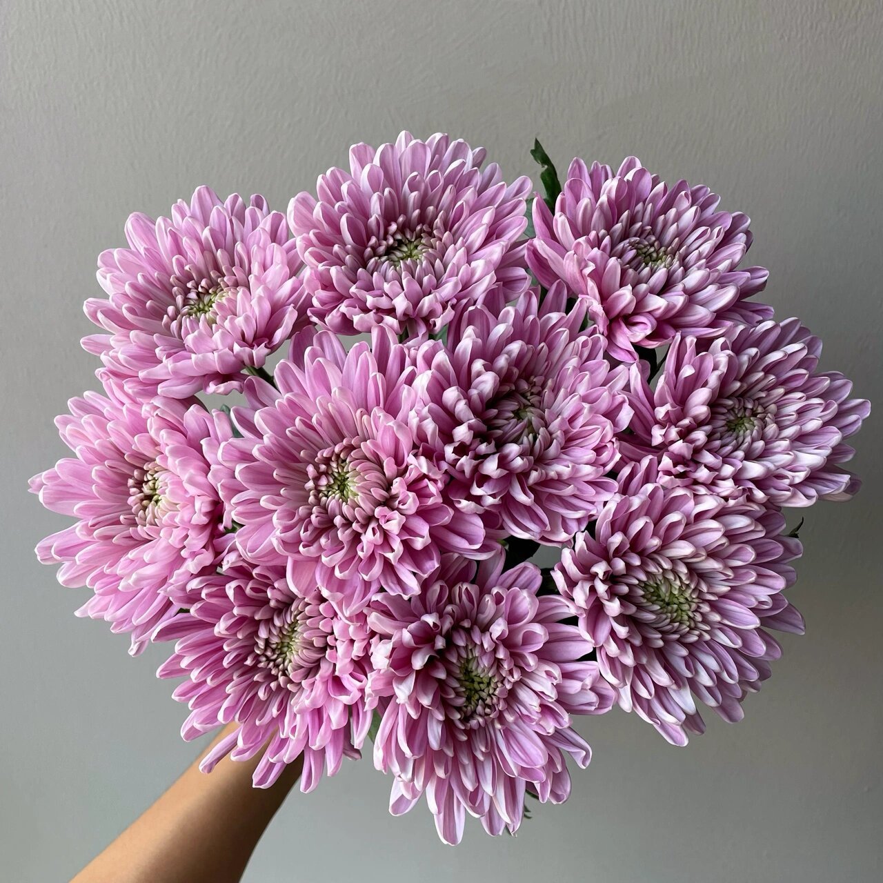 粉紫安娜菊94 学名:"罗斯安娜菊" 它属于粉紫复色的 属于大型菊花