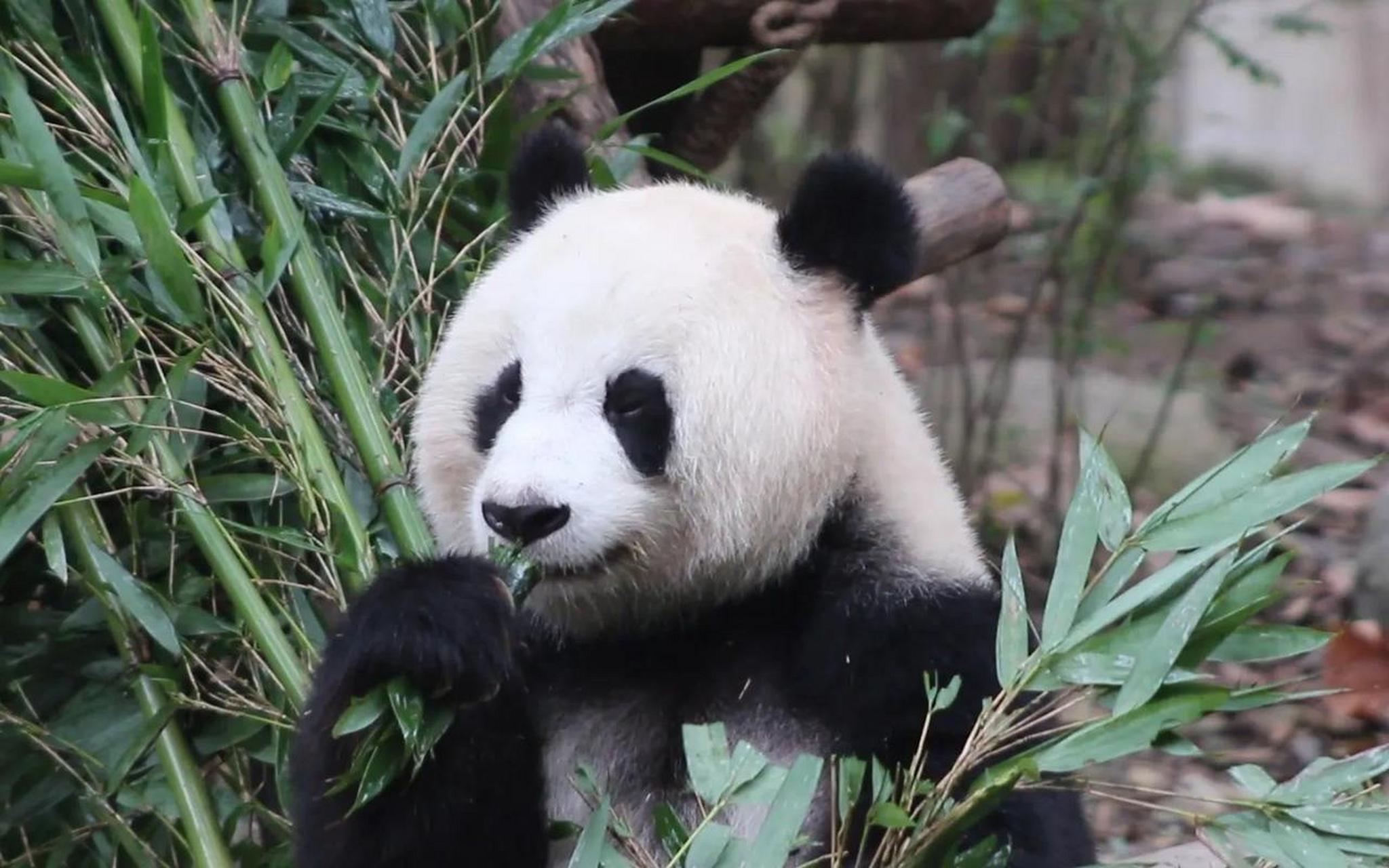 它是除了顶流明星大熊猫花花之外,最具有辨识度的大熊猫之一.