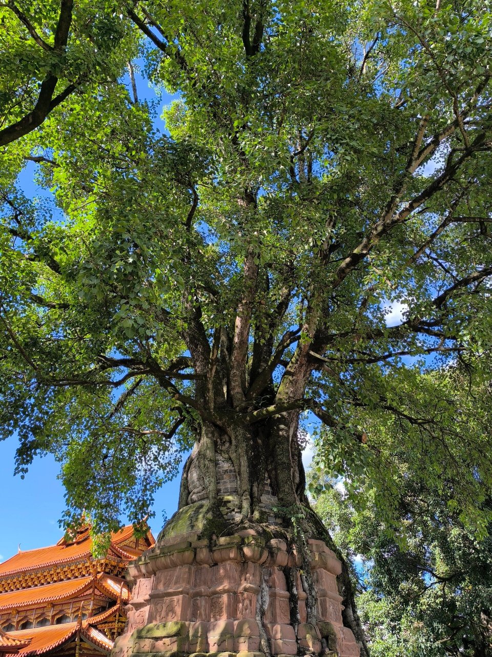 塔包树树包塔景点图片