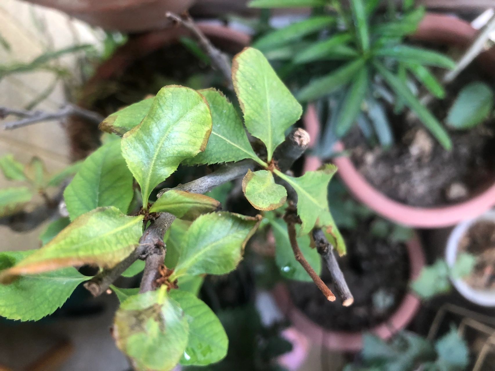 光照不太好,没封阳台通风还阔以,这边的花草好像普遍都爱从叶子边缘开