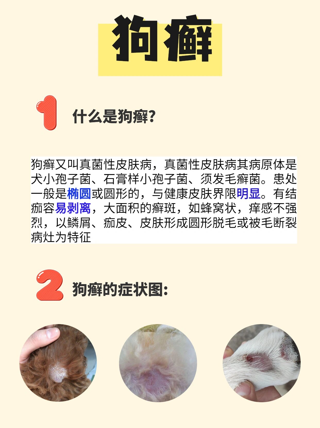 狗癣的症状和治疗方法图片