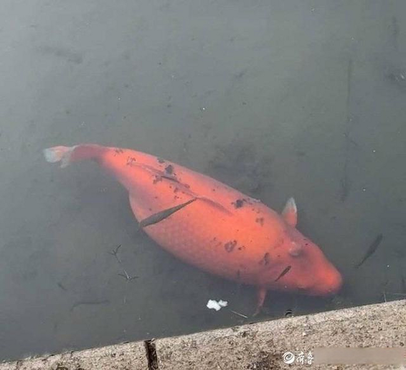 "3月27日,济南趵突泉公园泉池中的锦鲤再次因为胖登上热搜榜,成为网友