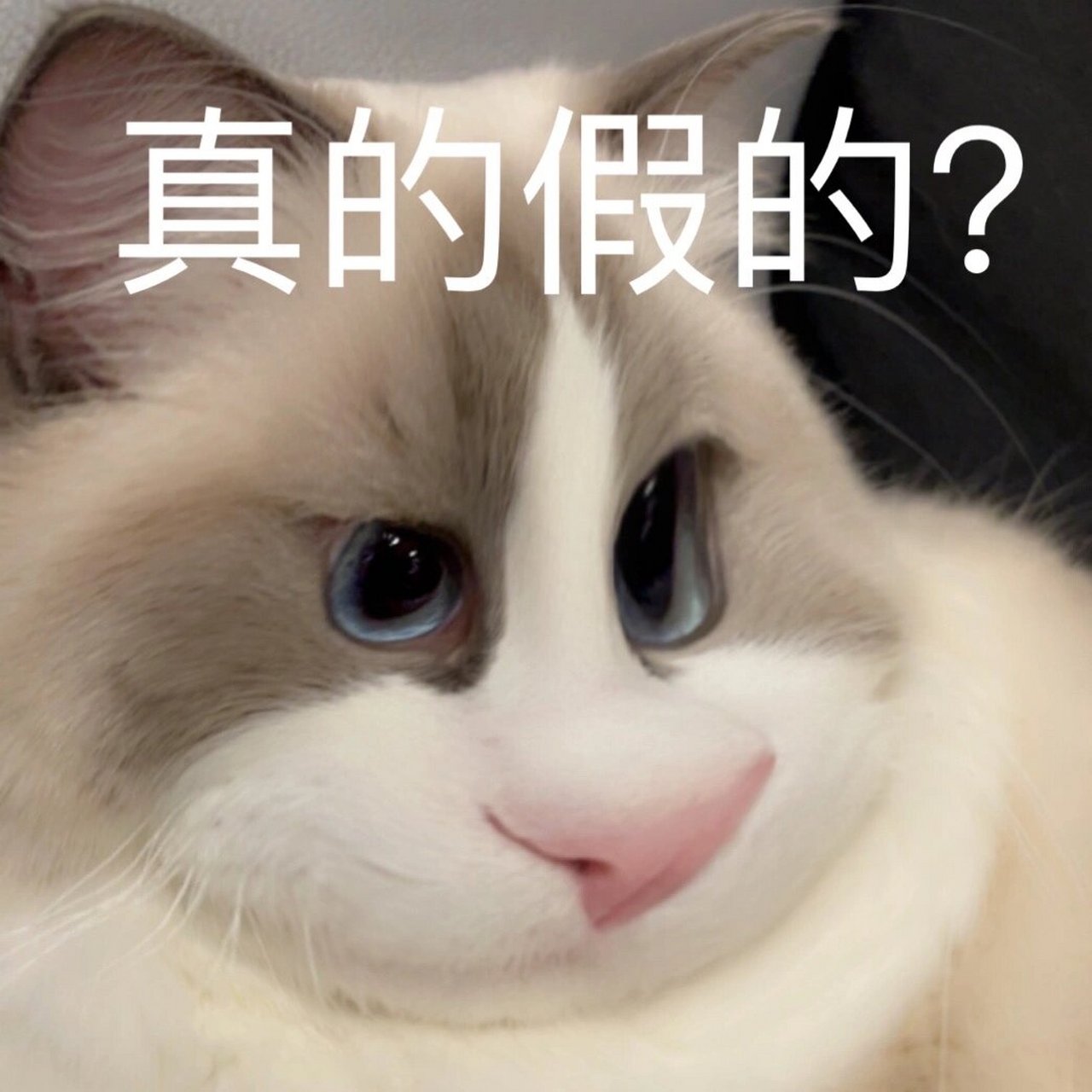 仓鼠小猫特效图片