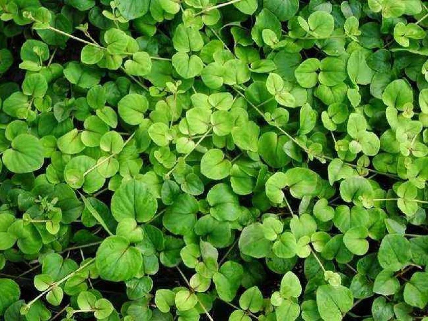 【功能主治】利湿退黄,利尿通淋,解毒消肿.