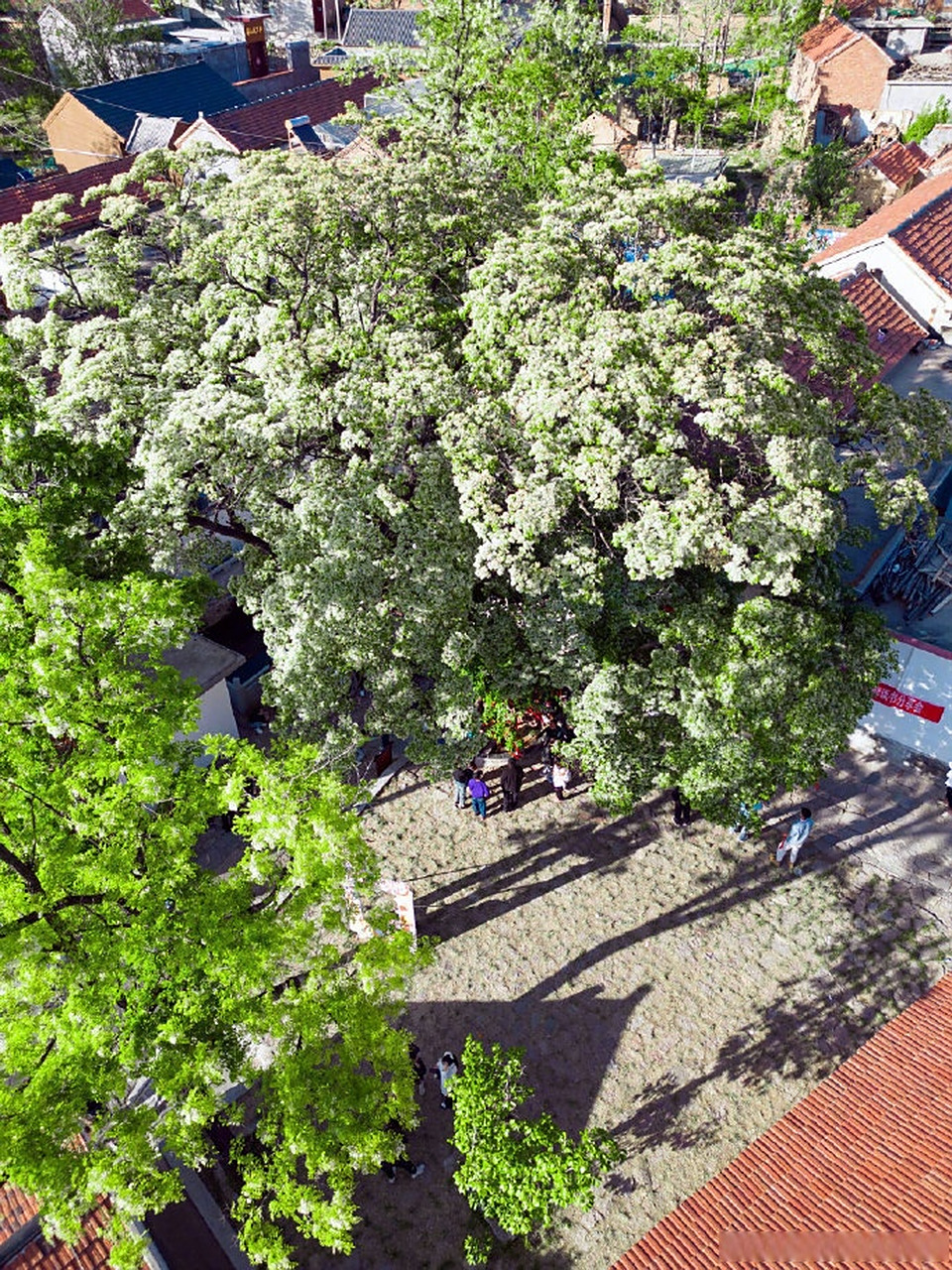 五一你就来山东#  这里是章丘文组的甘泉村,一个能听到日子潺潺流水