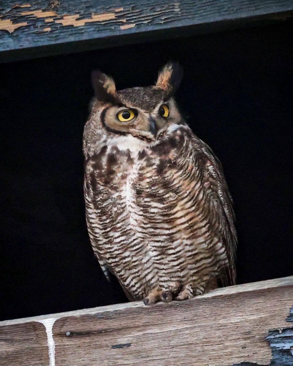 北美最大的猫头鹰 可以听声音判断距离哟 great horned owl 大雕 