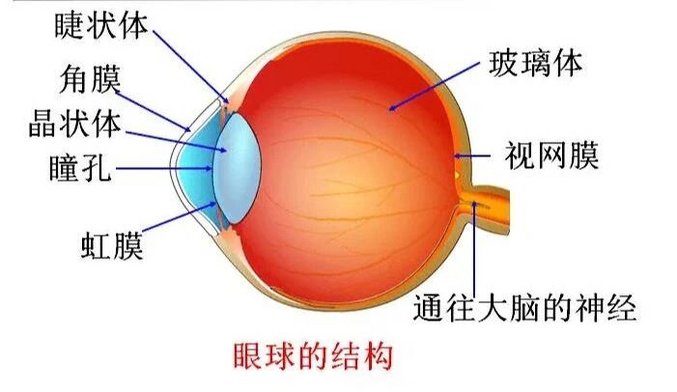 眼球结构图