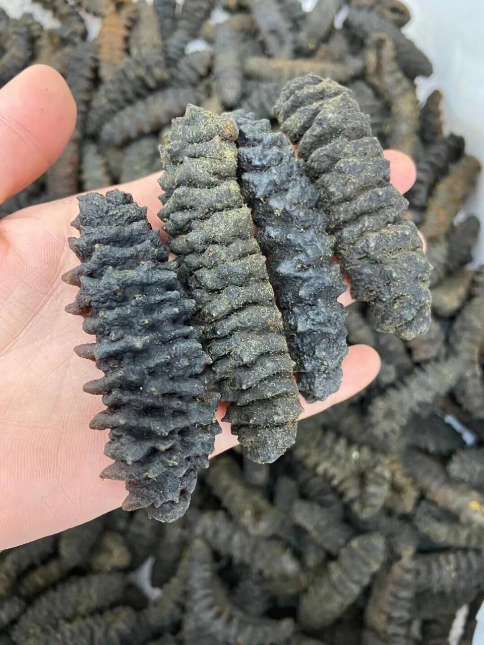 螺纹参也叫龙纹参,长期吃海参功效:1.