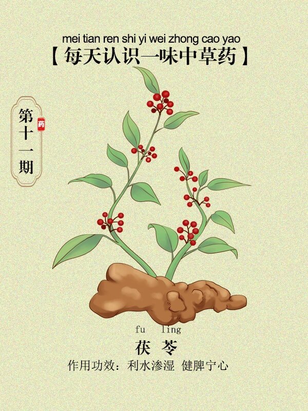 茯苓植株全图图片