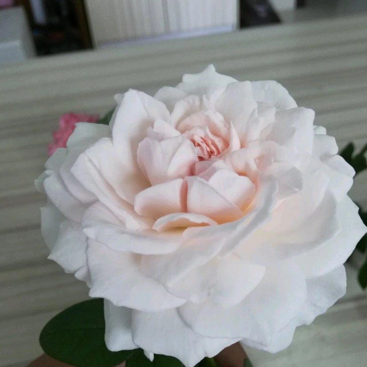 带你每天认识一种月季第23天|草莓奶昔 草莓奶昔一个冷门,但优秀的