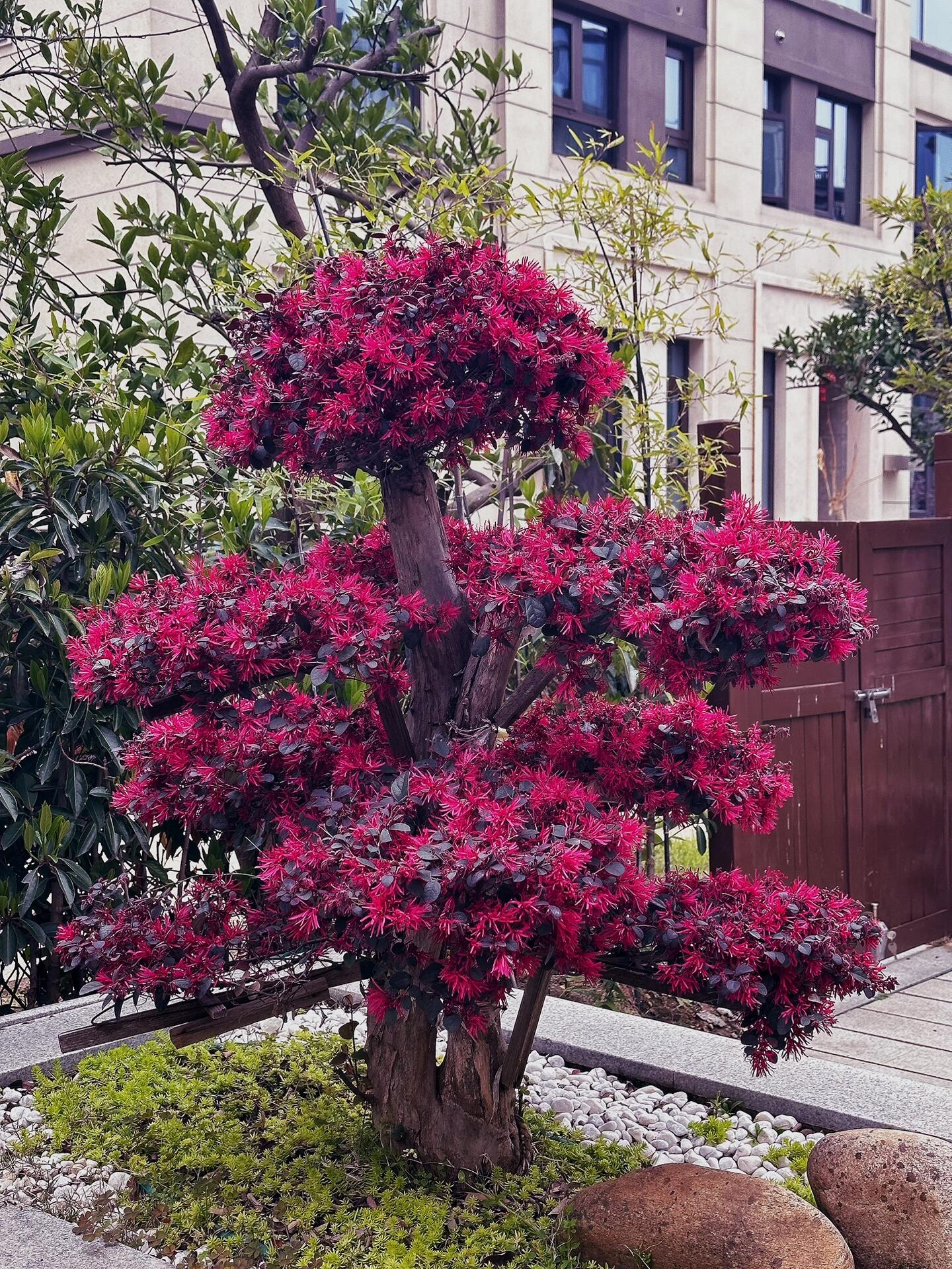 这颗红花继木刚种上时,我觉得平平无奇,不就小区绿化带那边很常见的