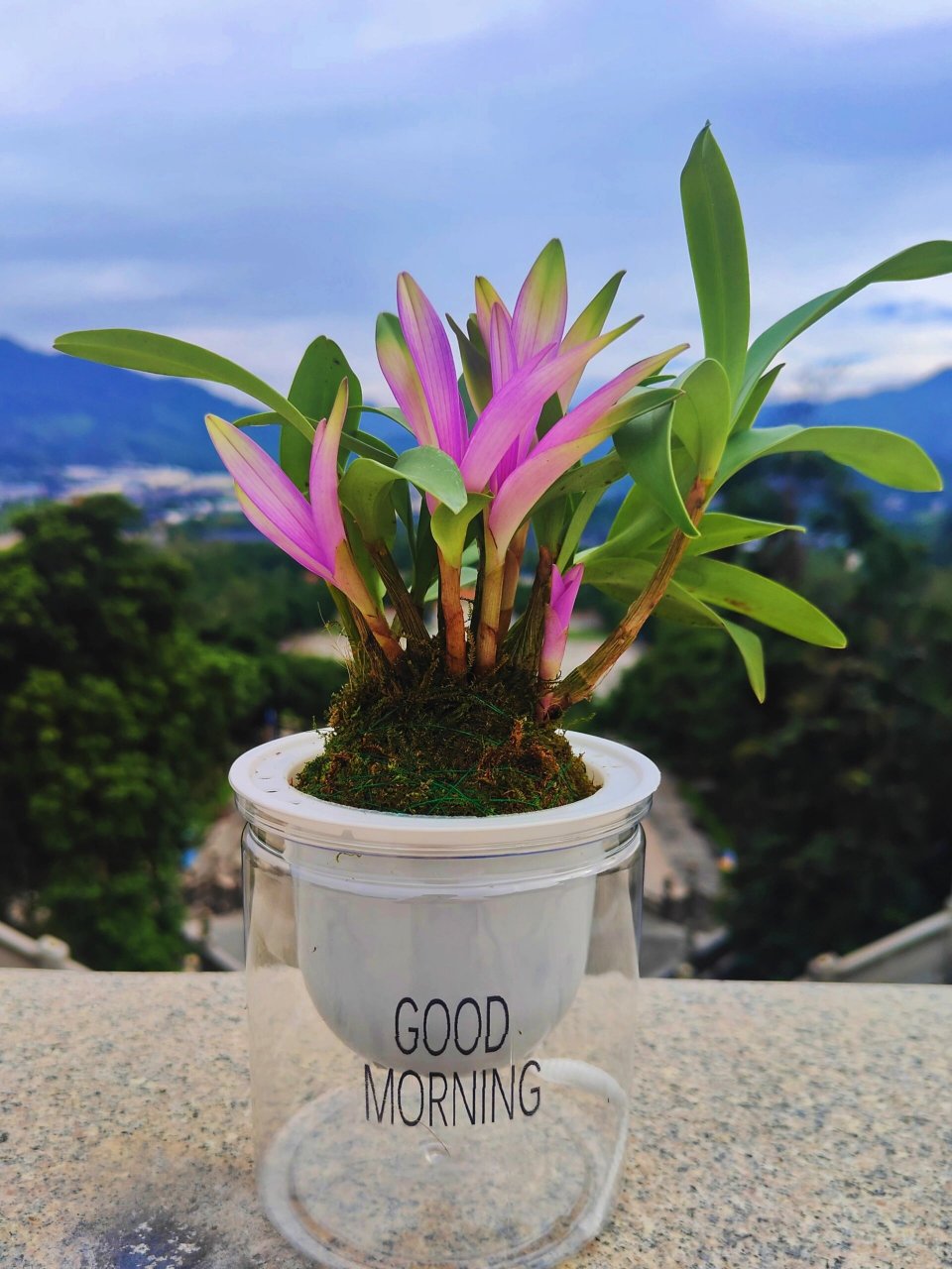 好养易活到七彩石斛兰 七彩石斛兰,过年期间开花,花开浓香