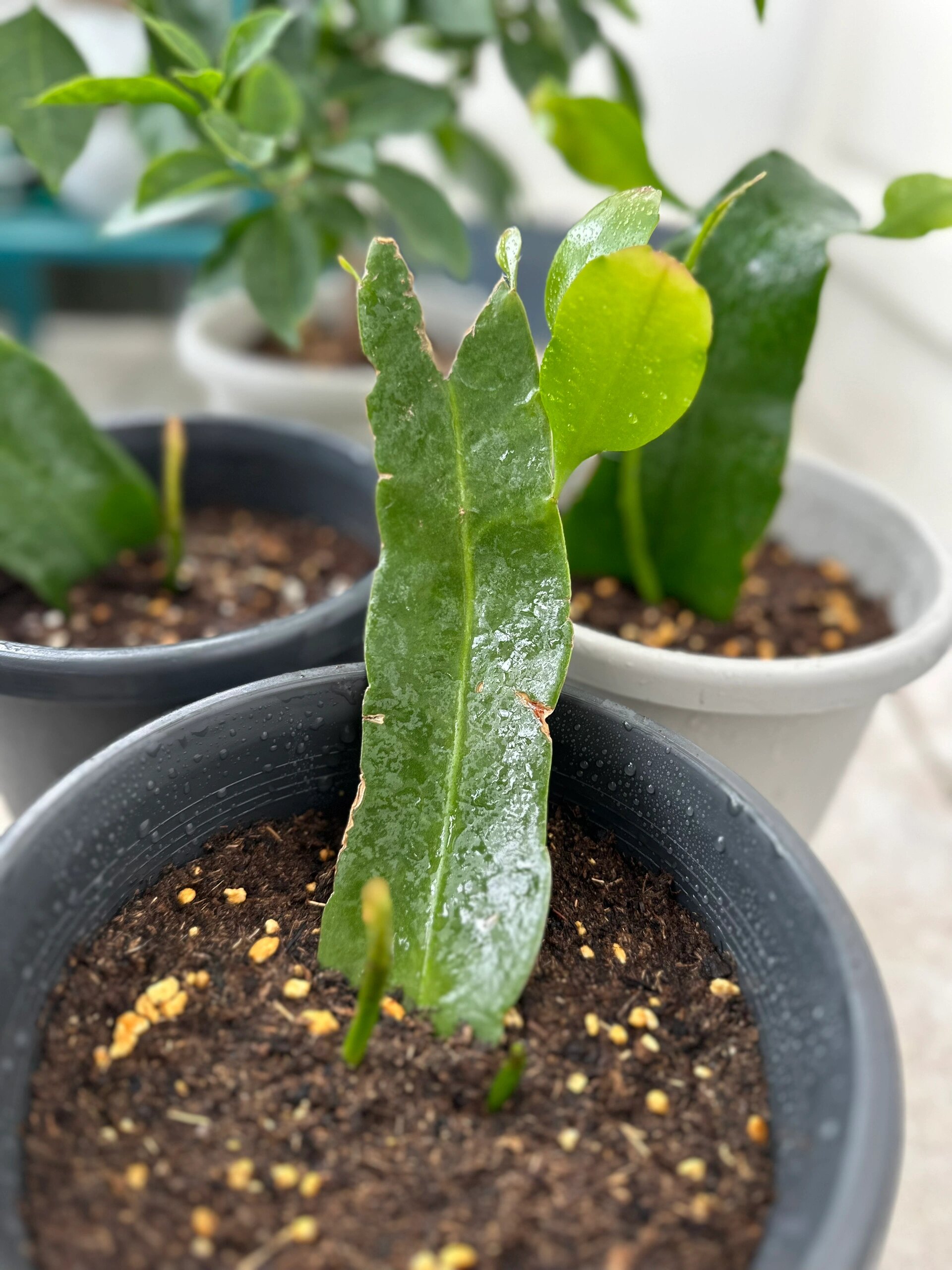 扦插昙花,一盆变多盆的快乐!