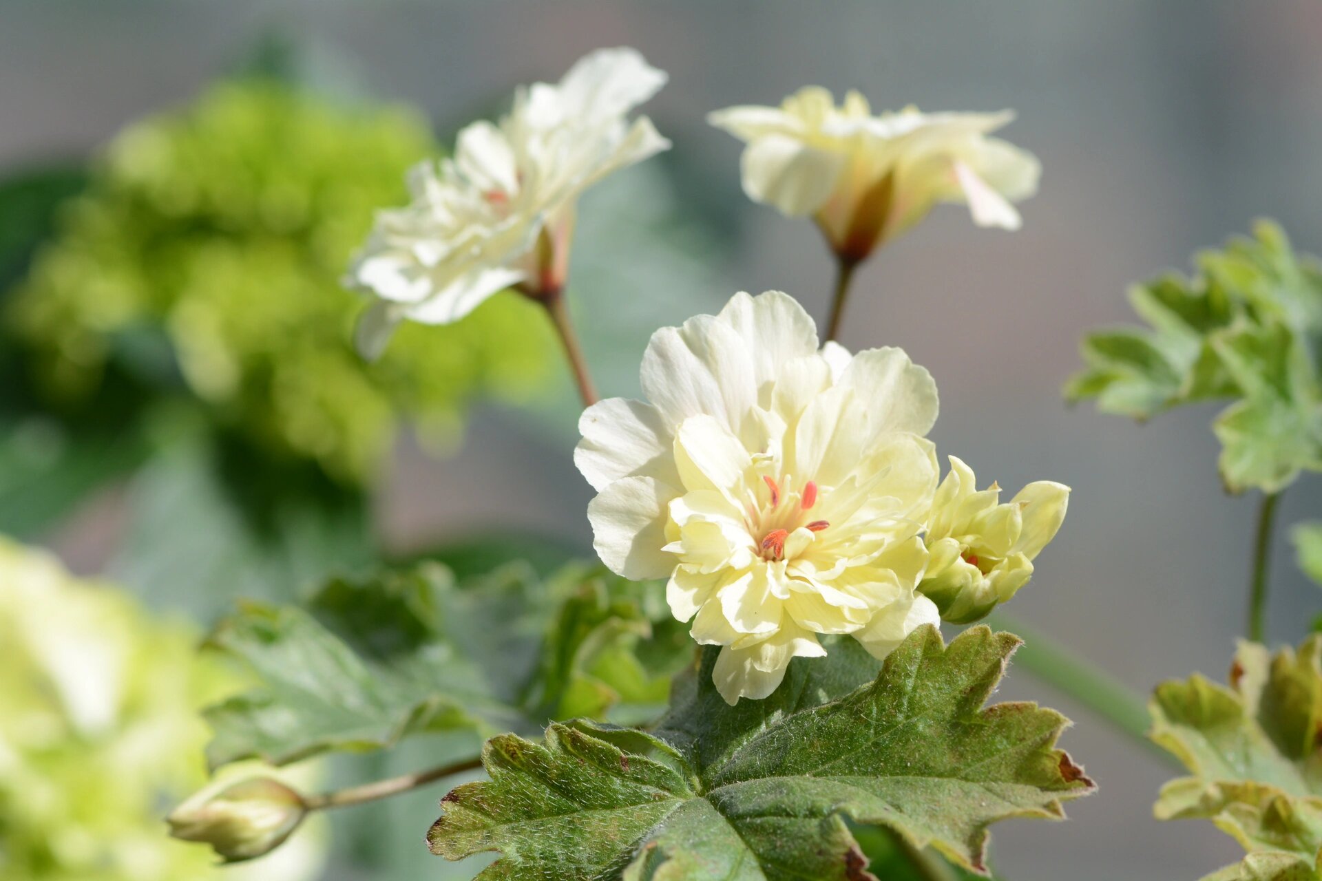 兽系天竺葵 独角兽阳光