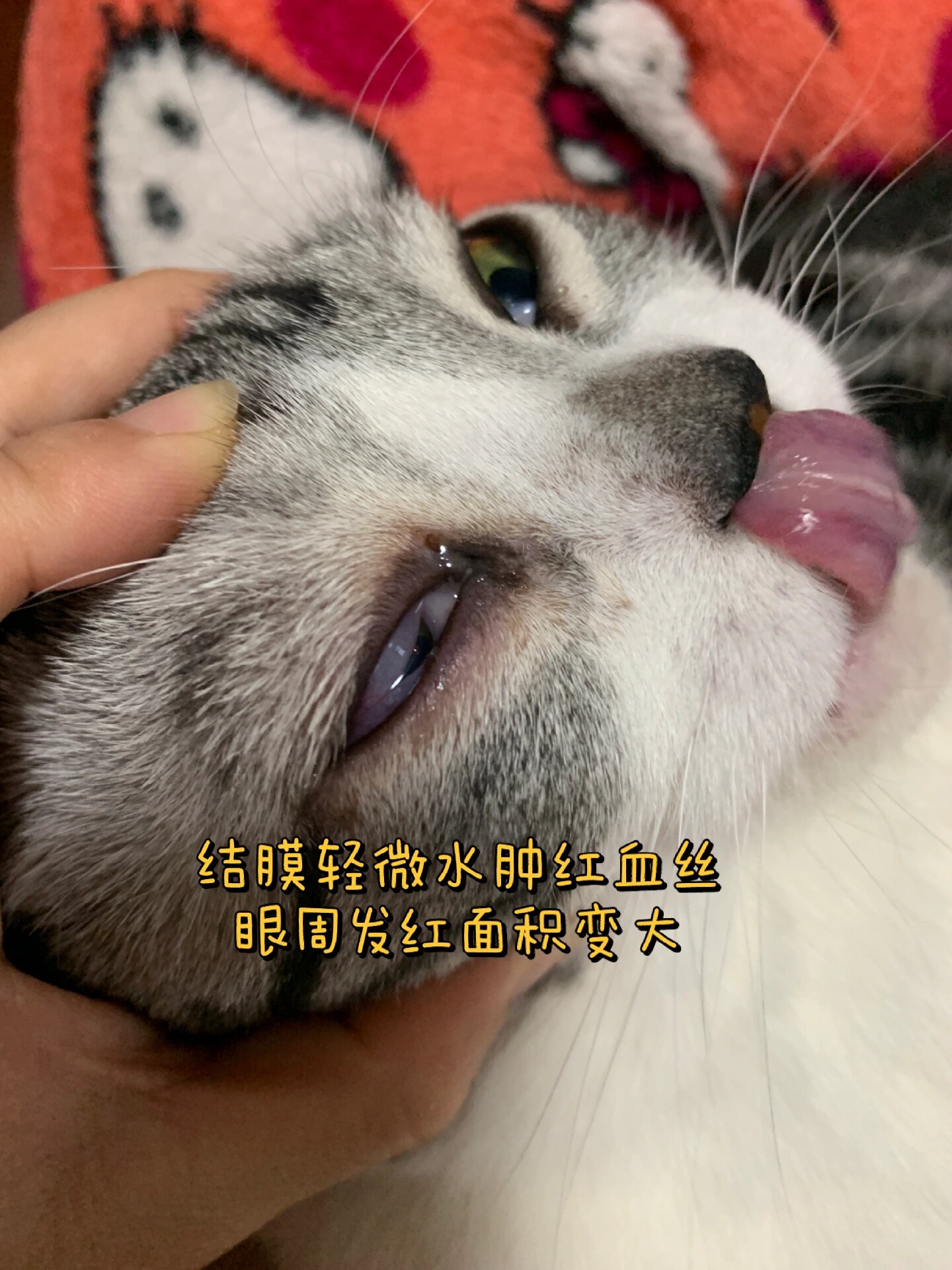 猫咪大小眼,单眼睁不开,流脓泪大概率结膜炎 猫咪结膜炎是常见眼疾,莫
