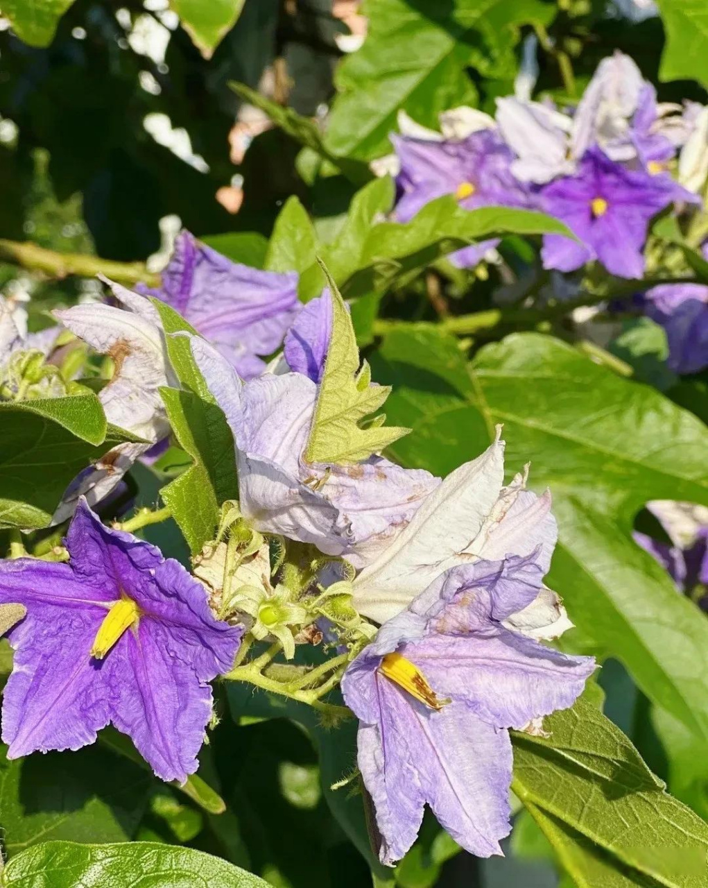 大花茄,又叫木番茄,茄科茄属常绿灌木,小乔木植物,原产于南美洲地区