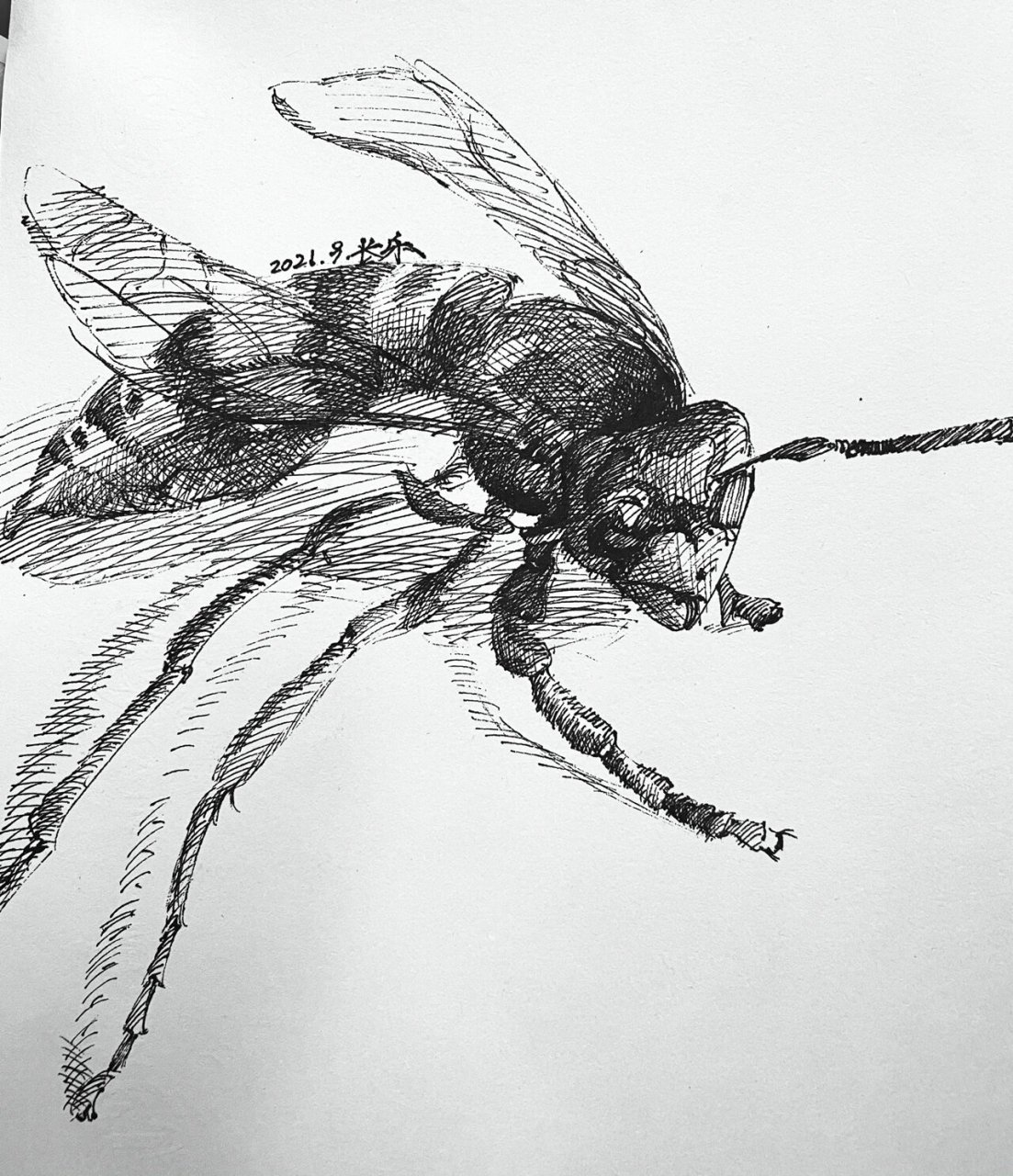 钢笔画《昆虫记——黄蜂》 几块钱一包的素描纸 中华2b铅笔 不知名