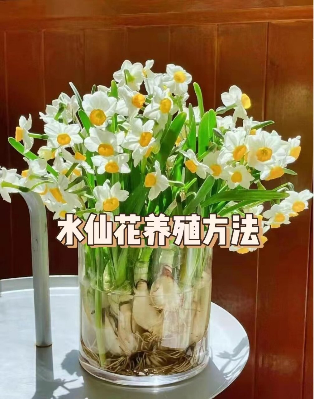 水仙花水培方法图片