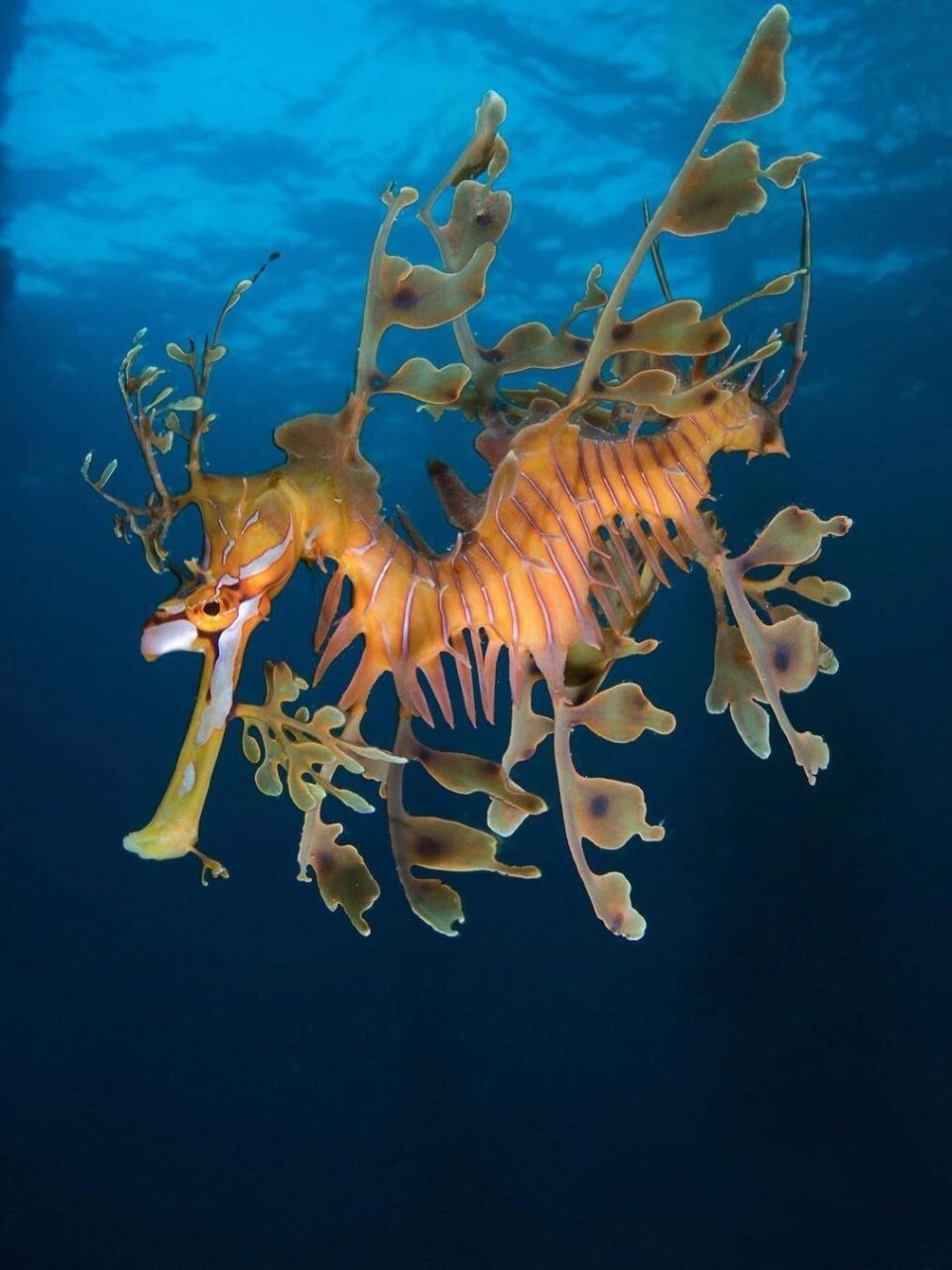 每天认识一种神奇动物98叶海龙 叶海龙 (学名:phycodurus eques) 是