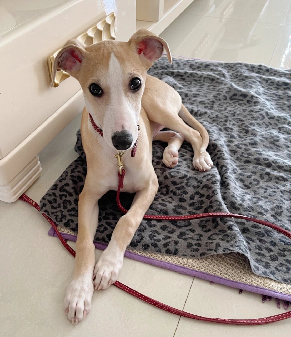 都会遇到一些 小问题. 因为没有经验 在养惠比特幼犬的我.经常会焦虑.