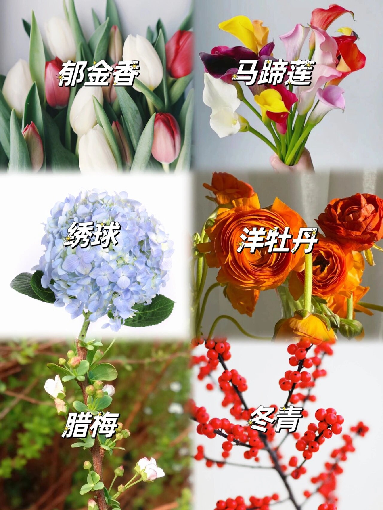 耐冬花介绍图片