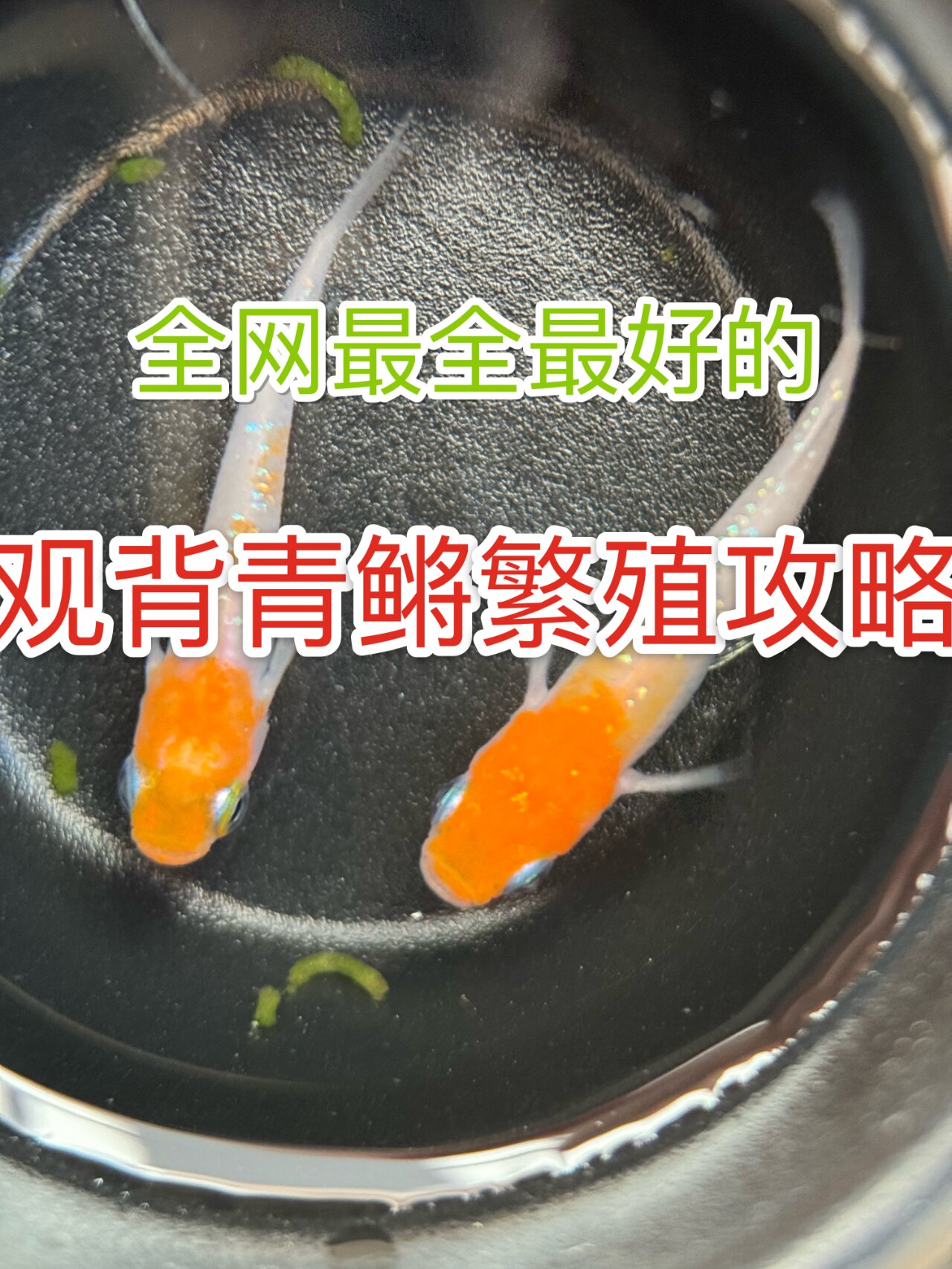 全网最好最全的,观背青鳉繁殖攻略
