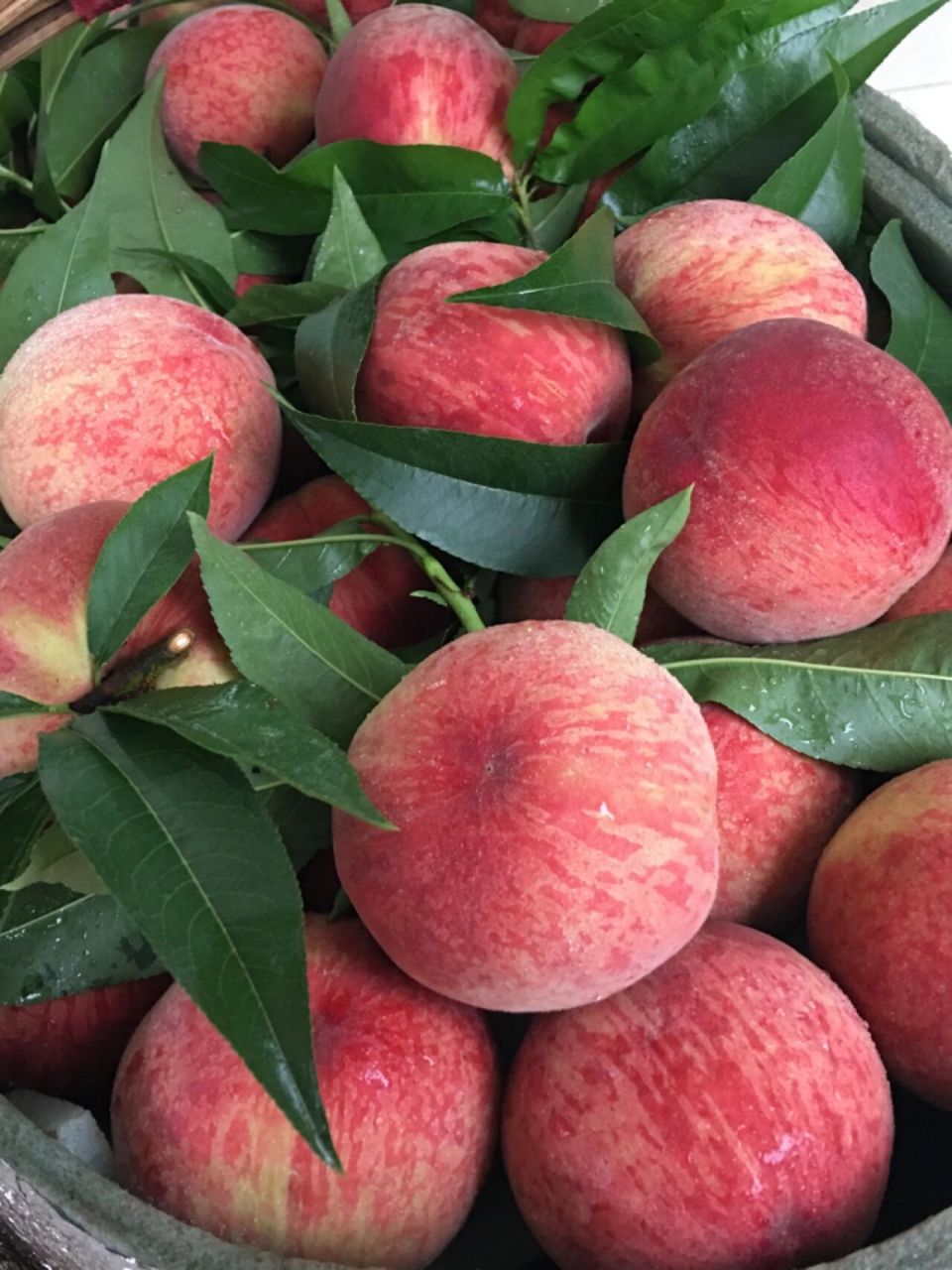 觅桃 | 每日新鲜采摘龙泉驿水蜜桃礼盒包装 正宗龙泉水蜜桃全是凌晨