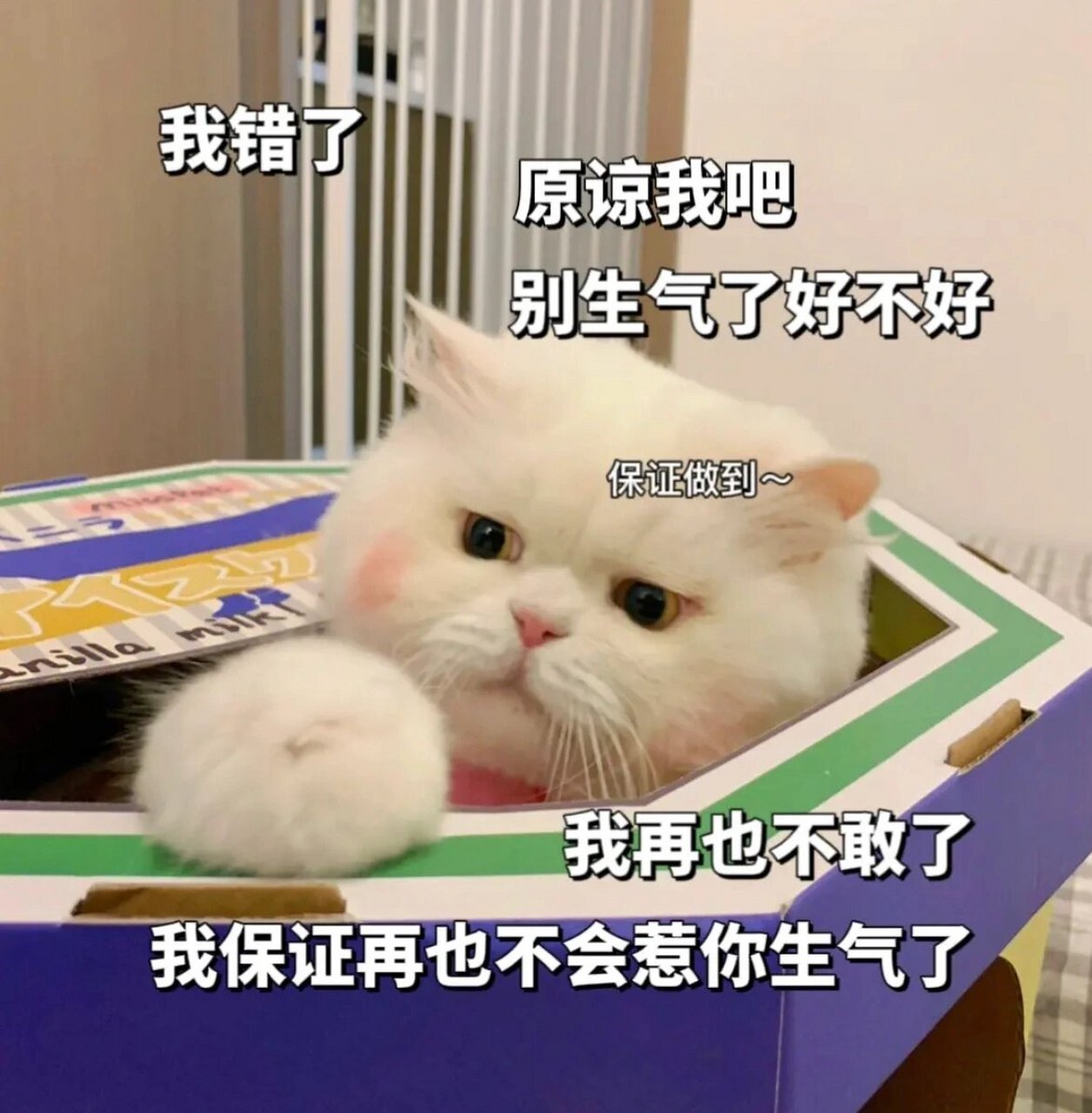 道歉猫猫表情包 [可怜]求亲亲抱抱#道歉表情包# #猫咪表情包# #恋爱