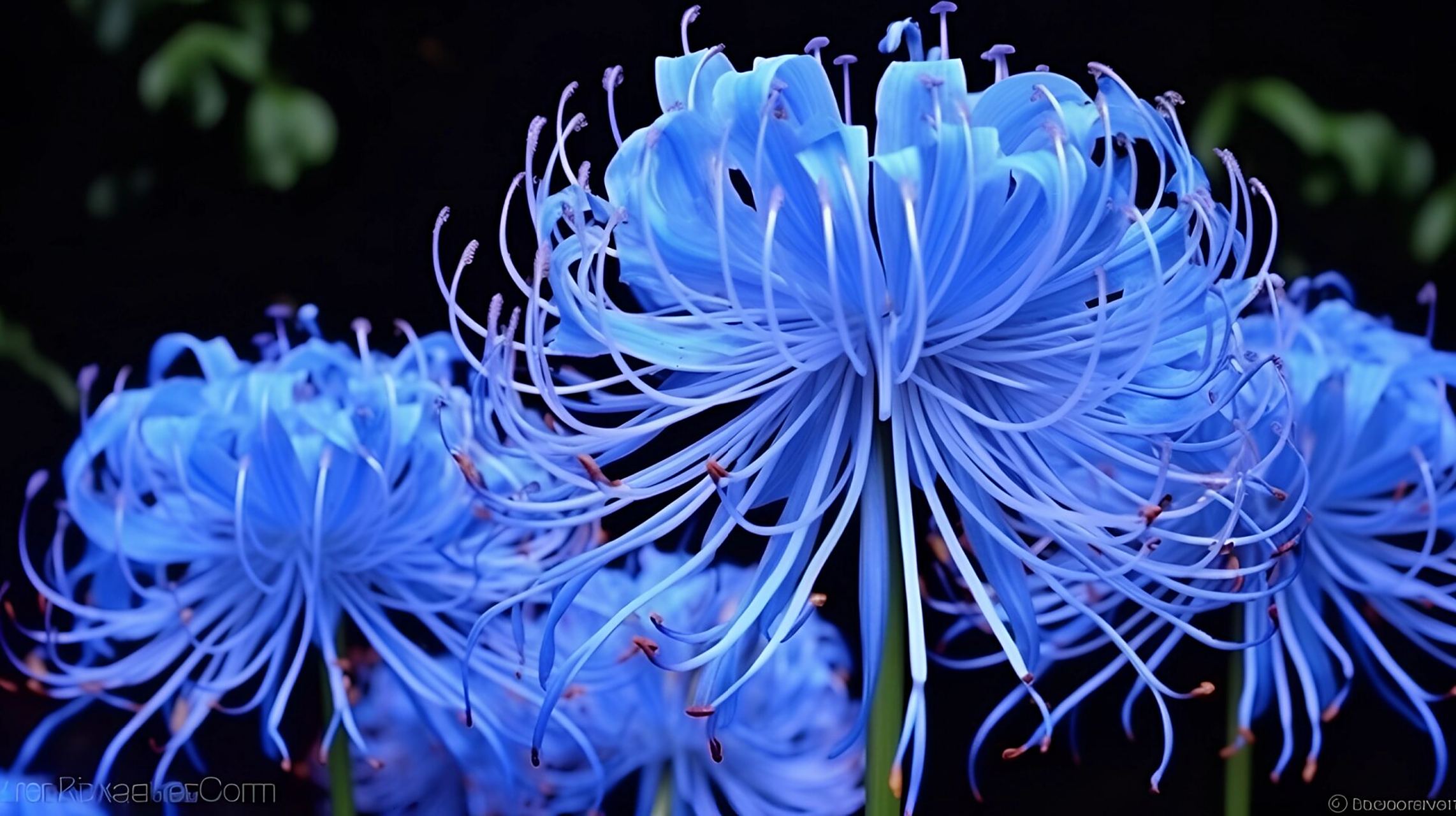 蓝色彼岸花代表偏爱