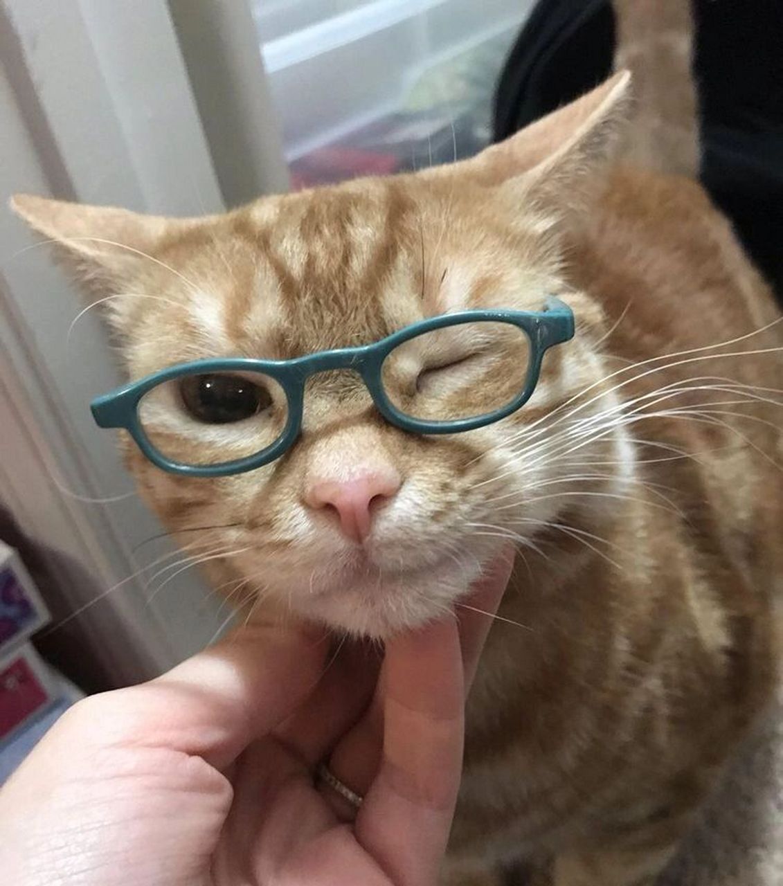 👓 眼镜小猫头像