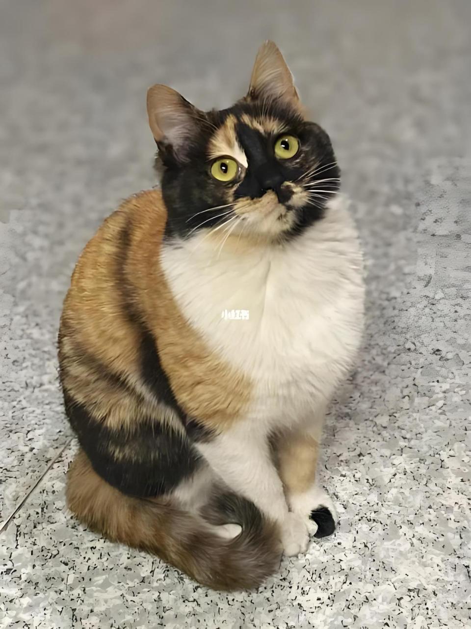 你不知道的猫咪——吼彩霞 在古代,被称为"吼彩霞"的猫,其特点主要