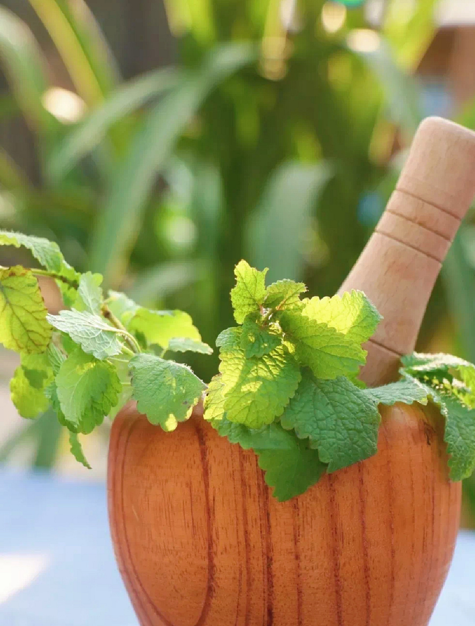 香蜂草是唇形科 别名:蜜蜂花(bee balm),柠檬香脂草(lemon balm),蜂蜜