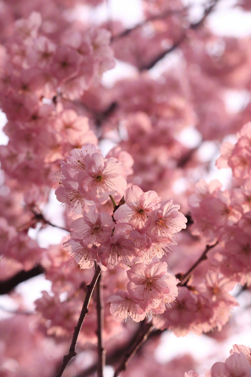 春天的温柔长满枝头#  樱花初绽,满屏梦幻～#赣青爱分享#(人民网)