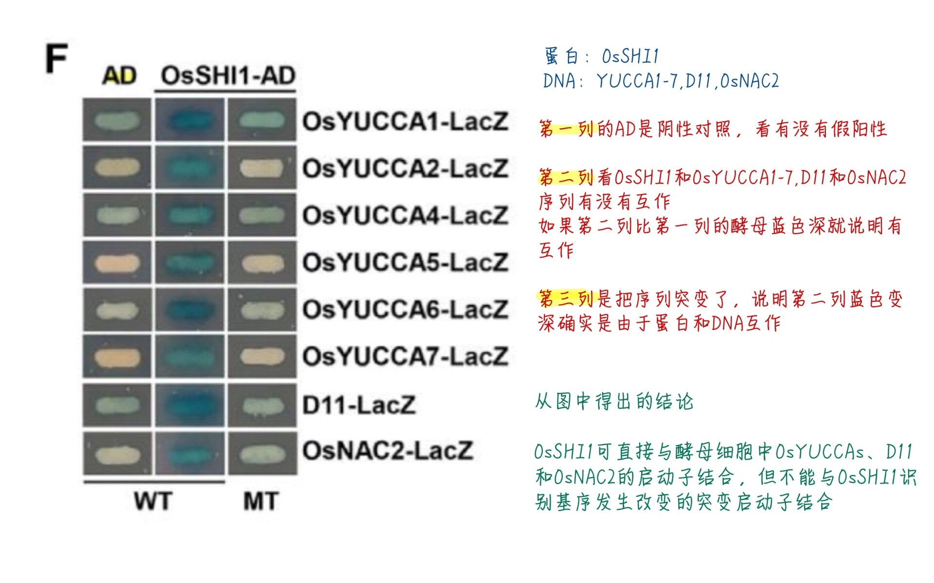 三分钟看懂酵母单杂交 酵母单杂交的原理 将编码待测靶蛋白和ad的融合