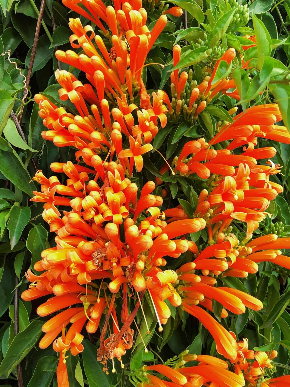 炮仗花的花语是红红火火 它的花朵颜色鲜艳,且花朵形状和鞭炮相似